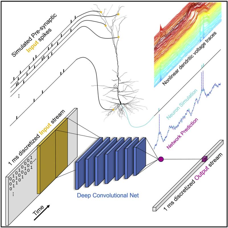 Graphical abstract